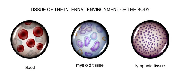 Weefsels van het interne milieu: bloed, lymfe, weefsel myeline — Stockvector