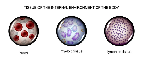 Ткани внутренней среды: кровь, лимфа, тканевый миелин — стоковый вектор