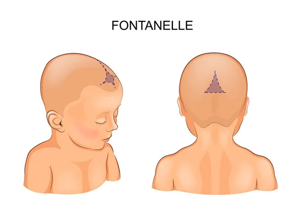 Fontanel in the infant — Stock Vector