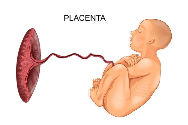 Bébé et placenta — Image vectorielle