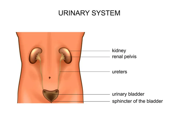 Sistema urinario. rene e vescica — Vettoriale Stock