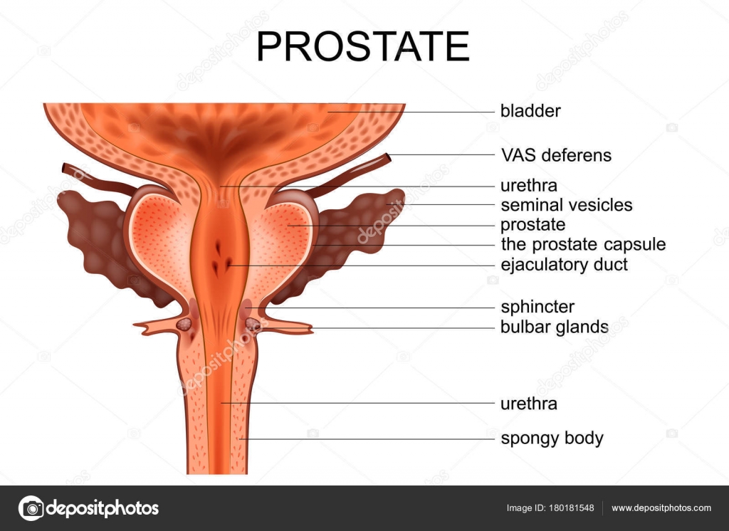 Avantajele ecografiei transrectale de prostata | CENTROKINETIC