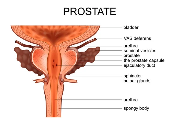 Anatomia da próstata — Vetor de Stock