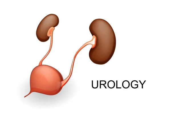 Bladder and kidneys. — Stock Illustration Bladder and kidneys. Royalty Free Stock Illustrations