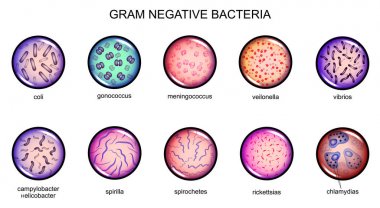 gram negatif bakteriler