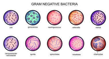 gram negative bacteria clipart