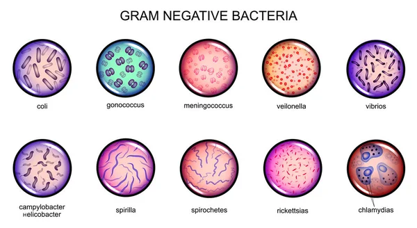 Bacterias gram negativas — Vector de stock