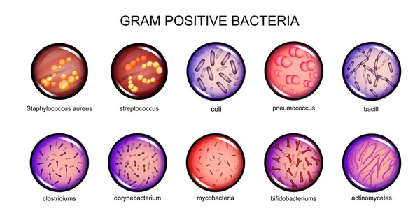Gram positive bacteria — Stock Vector