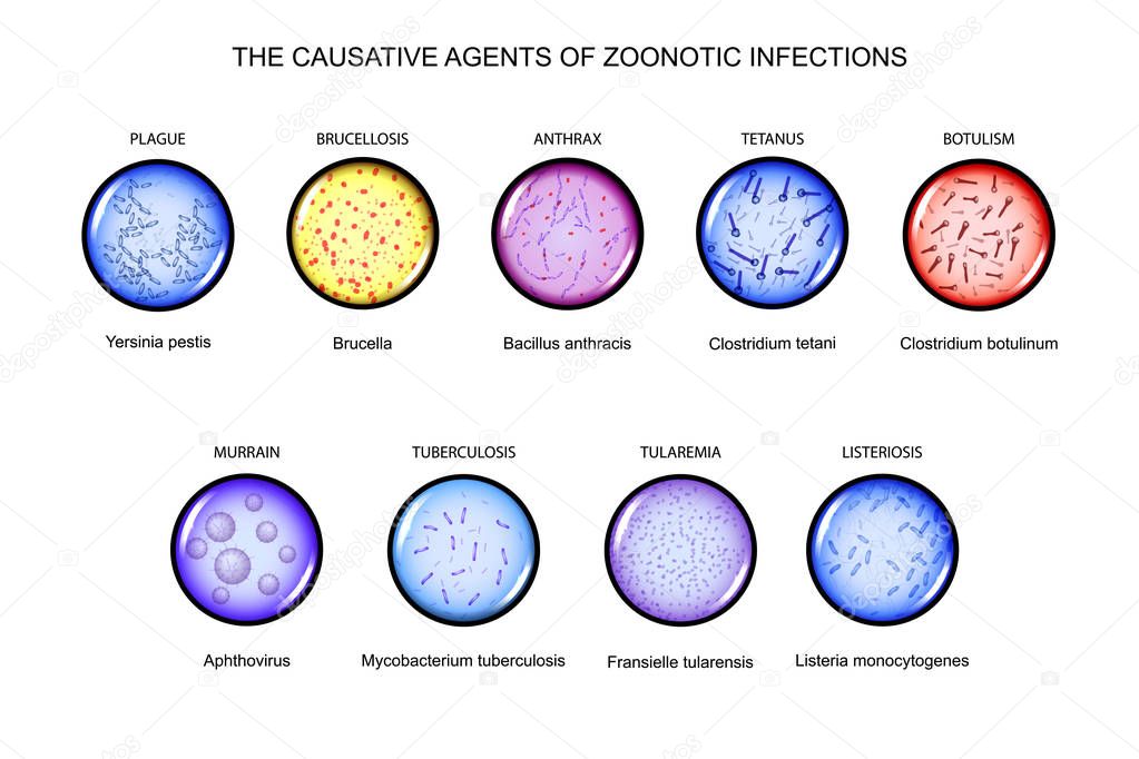 the causative agents of zoonotic infections