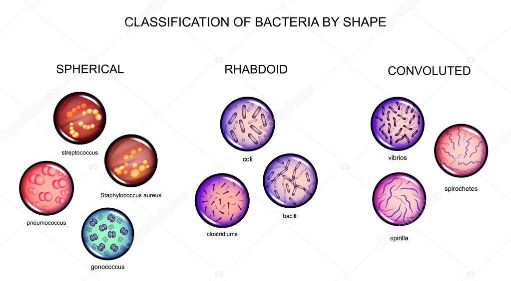 classification of bacteria by form
