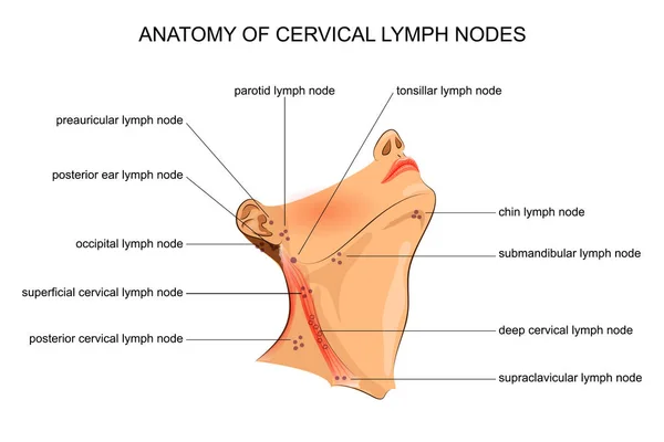 ᐈ Lymph Node In The Body Stock Pictures Royalty Free Lymph Nodes Pics Download On Depositphotos
