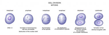 cell division. mitosis clipart