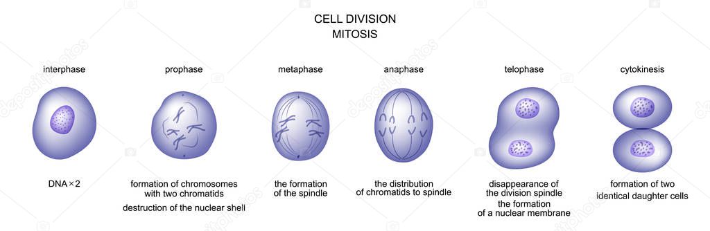 cell division. mitosis