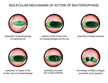bakteri bacteriophages eylem.