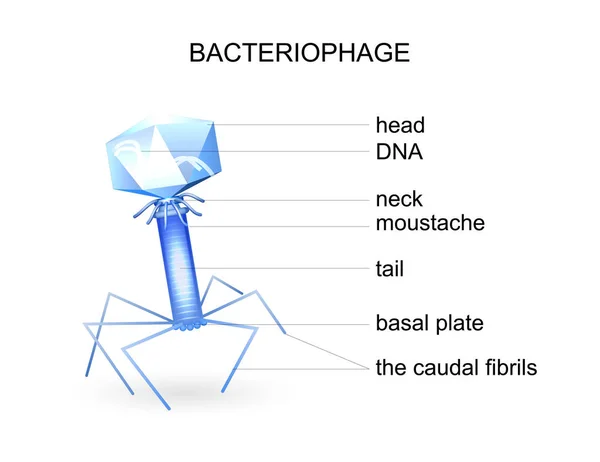 A estrutura do bacteriófago. vírus — Vetor de Stock