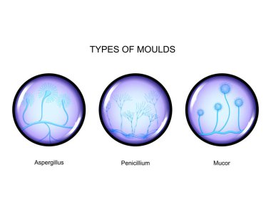 types of mold clipart