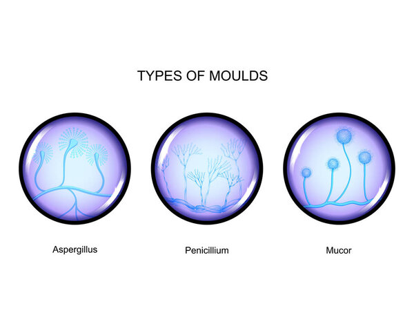 types of mold