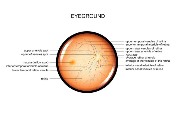 Anatomy of the fundus — Stock Vector