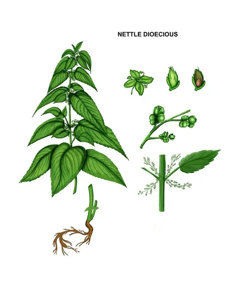 Nettle Dioecious Botanikai Illusztrációja — Stock Fotó