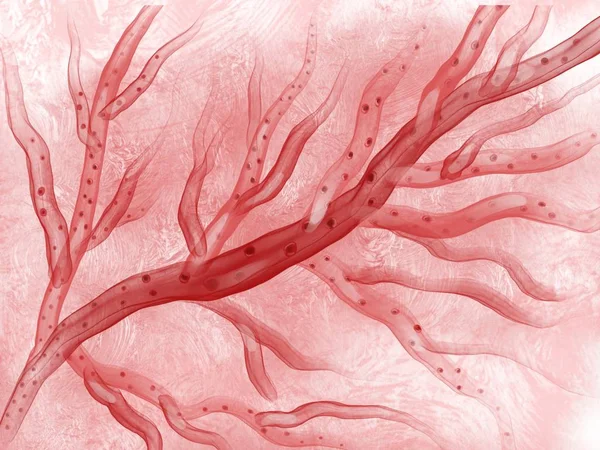 Kılcal Kırmızı Kan Hücrelerinin Çizimi — Stok fotoğraf