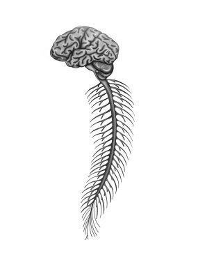 Illustration of the human brain anatomy and spinal cord clipart