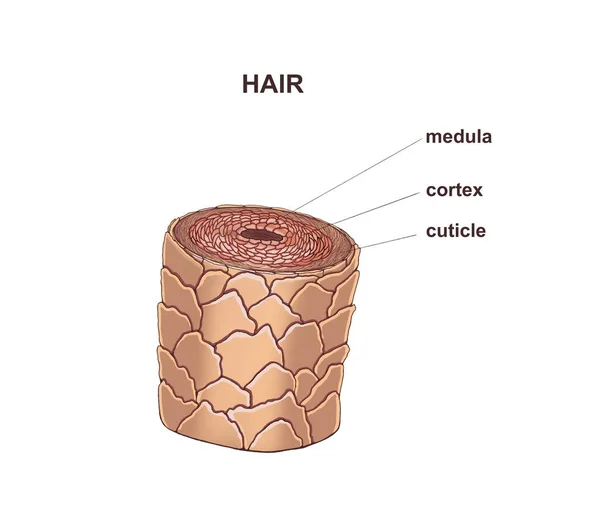 Ілюстрація Здорового Волосся — стокове фото