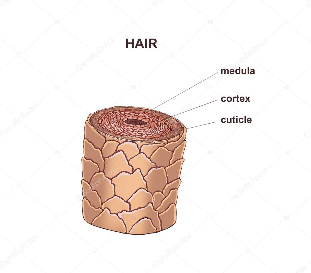 Illustration of the healthy hair 