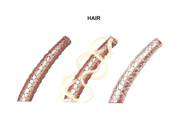 栄養と髪の強化 ラミネート ボトックスのプロセスのイラスト — ストック写真