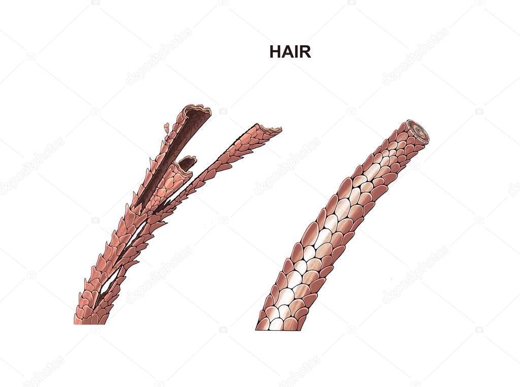 illustration of the hair healthy and dry. split ends. treatment.