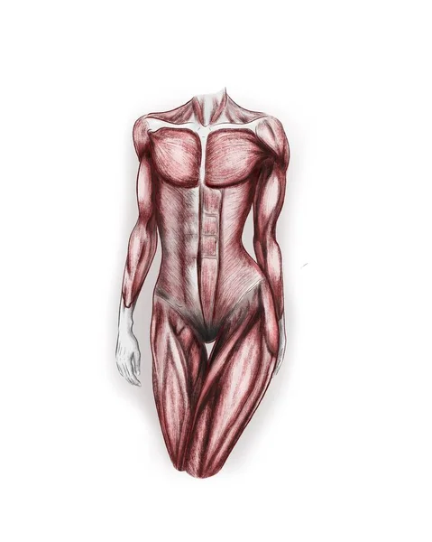 Illustration Female Body Muscles — Stock Photo, Image