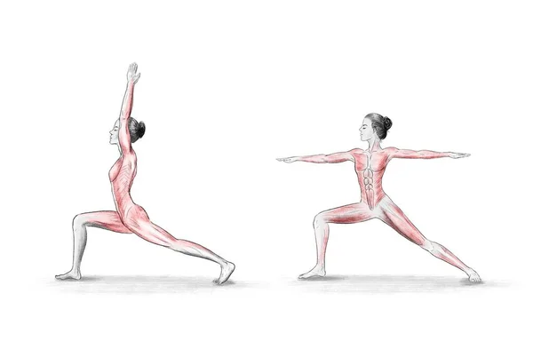 Ilustrasi Tentang Pose Yoga Asanas — Stok Foto