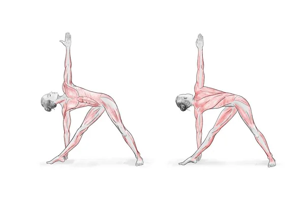 Illustration Yogaposerna Asanas — Stockfoto