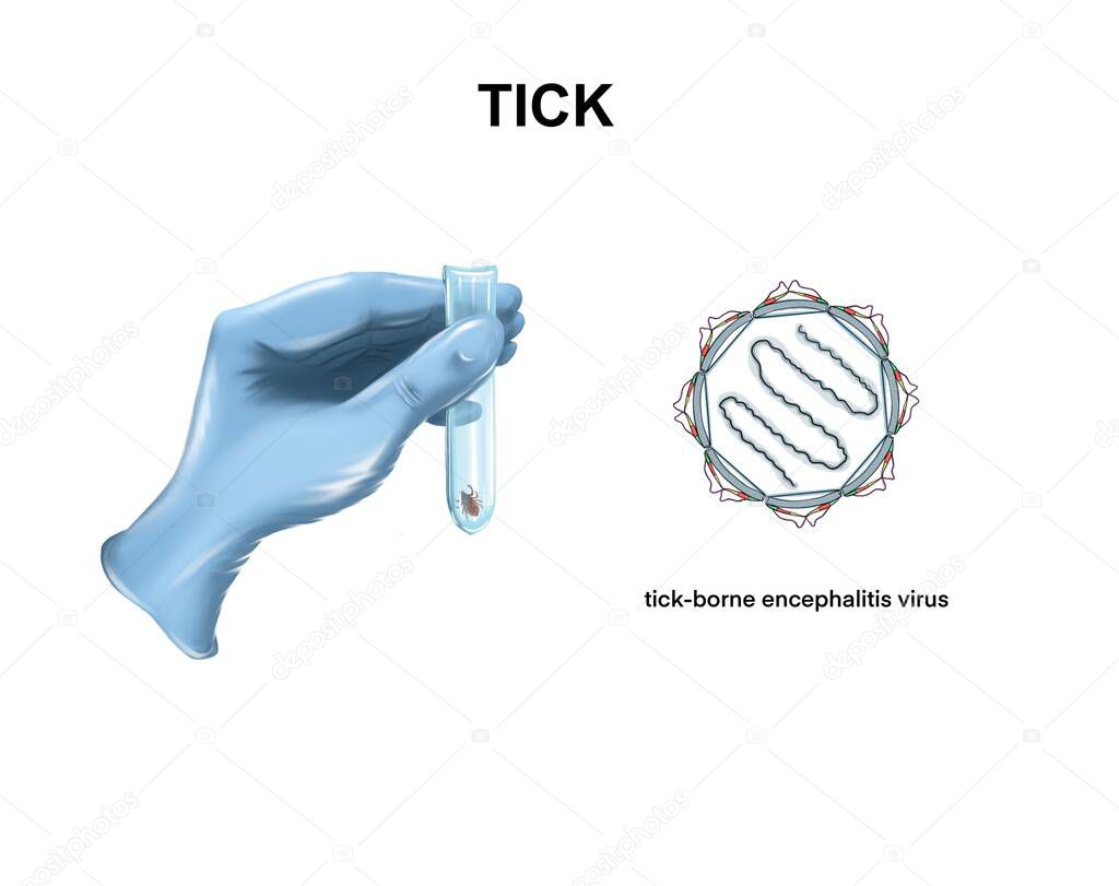 Illustration of the tick-borne encephalitis virus