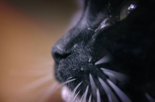 Uzakta Siyah Beyaz Bir Kedi Var — Stok fotoğraf