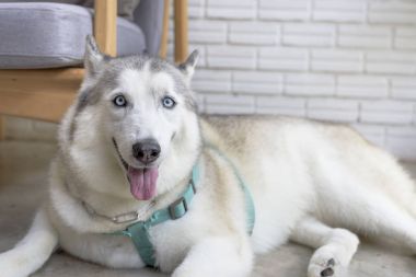 Beyaz Sibirya husky köpek oturma ve kameraya bakıyor