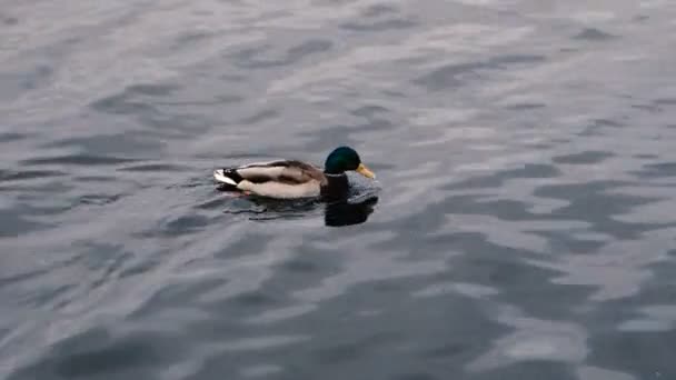 Ducks Swim Close Up — Stockvideo
