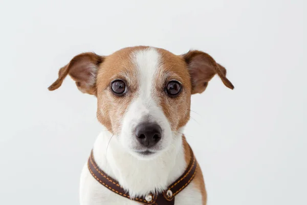 カメラ目線かわいい犬 — ストック写真