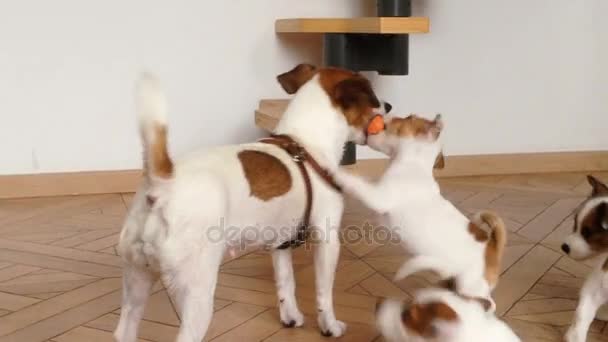 Adulto mamá perro jugar con un cachorros indoor — Vídeos de Stock