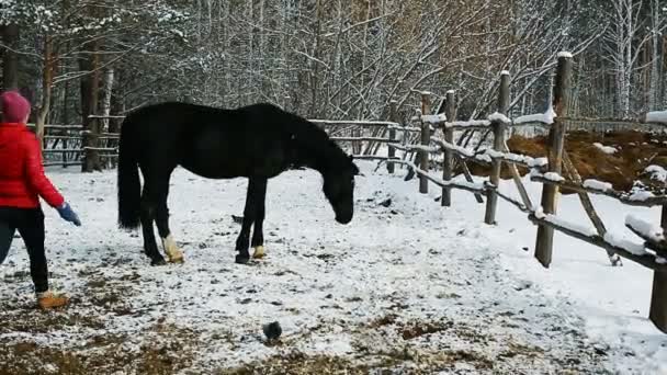 Donna pulisce il suo cavallo nella foresta invernale — Video Stock