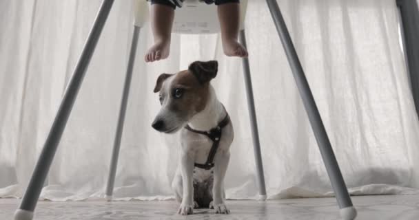 Cão senta-se sob a cadeira alta pernas das crianças — Vídeo de Stock