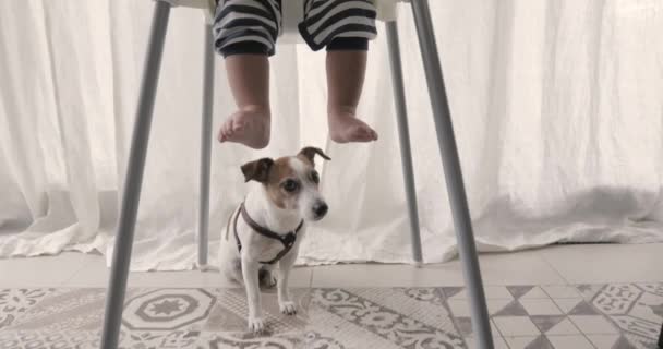 Cão senta-se sob a cadeira alta pernas das crianças — Vídeo de Stock
