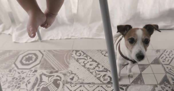 Gewas baby- en hond op de vloer — Stockvideo