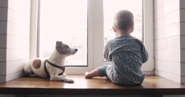 Niño y el perro mirando por la ventana — Vídeo de stock