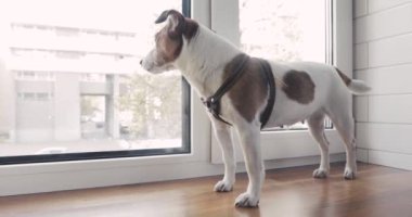 Köpek sahibi için bekleyen penceresinde duruyor