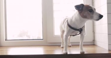 Sevimli köpek jack russell terrier ayakta penceresinde