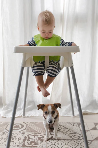 Lindo niño y perro bajo la silla alta — Foto de Stock