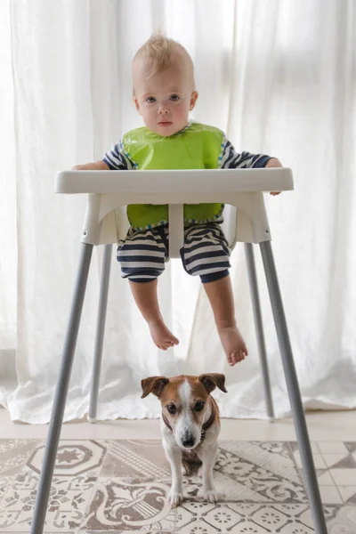 Lindo niño y perro bajo la silla alta — Foto de Stock