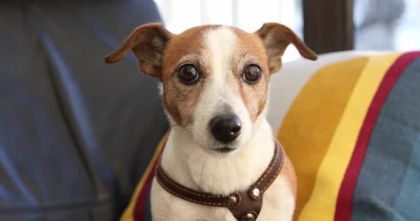 Retrato de un perro sentado Jack Russell terrier — Vídeo de stock