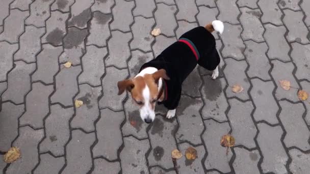 Dog Jack Russell Terrier em um terno de veludo outdoores — Vídeo de Stock