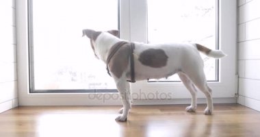 Köpek sahibi için bekleyen penceresinde duruyor